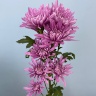 Хризантема лат. Chrysanthemum (сиреневая)