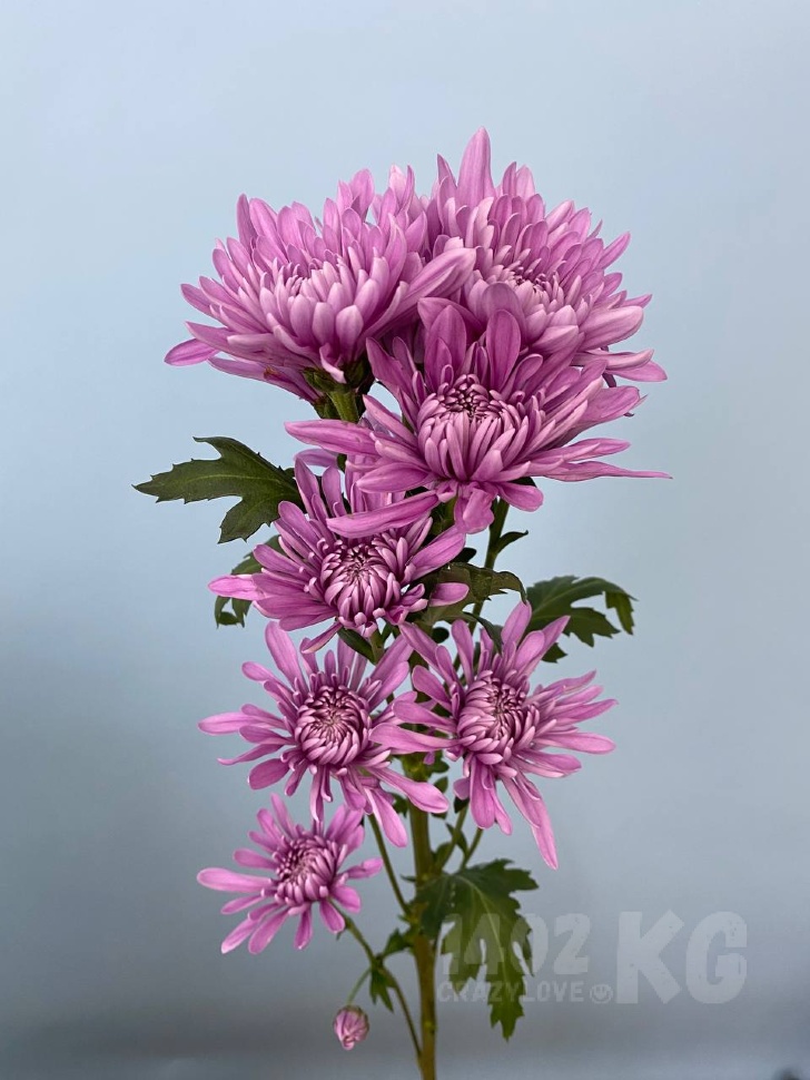 Заказать цветы: хризантема лат. Chrysanthemum (сиреневая)