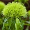 Гвоздика Dianthus Barbatus "Green Trick"